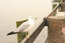 White Seagull Portrait